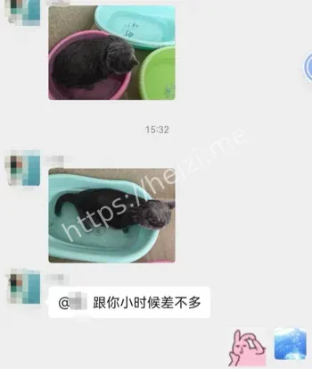 儿子旧澡盆给猫狗洗澡